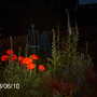 Night late spring border (Papaver orientale (Oriental poppy))