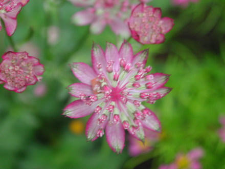 Astrantia (Astrantia major)