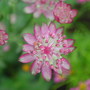 Astrantia major