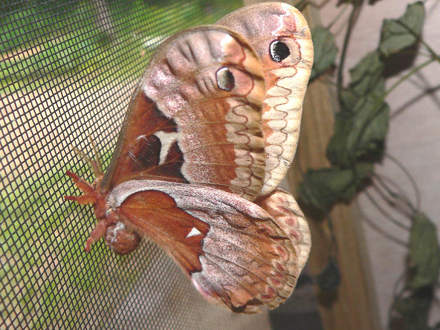 Tulip-tree Silkmoth