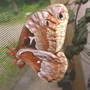 Tulip-tree_silk_moth_fe_found_6-03-08_sm