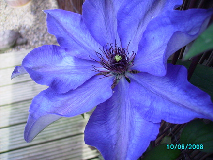 First flower on one of my clematis..