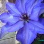 Imgp0017