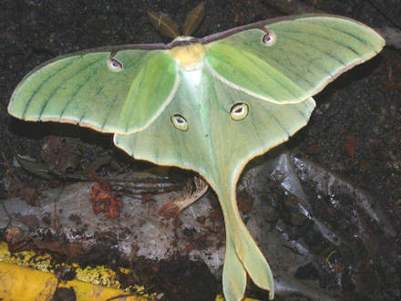 Luna Moth