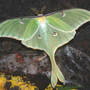 Moth_luna_male_6-09-08_exc_med