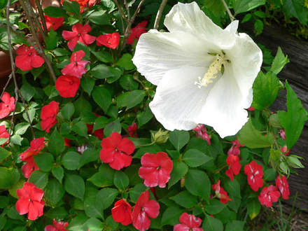 Tropical Hibiscus With Impatiens (Hibiscus Tropical White)