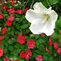 Hibiscus_trop_white_impatiens_6-08-08_good_med