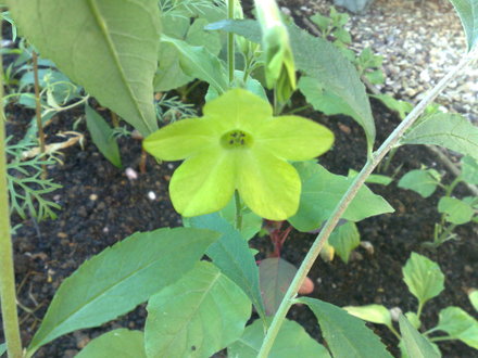 Nicotiana lime green 