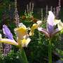 Iris_dutch_miss_saigon_backlit_6-05-08_exc_med