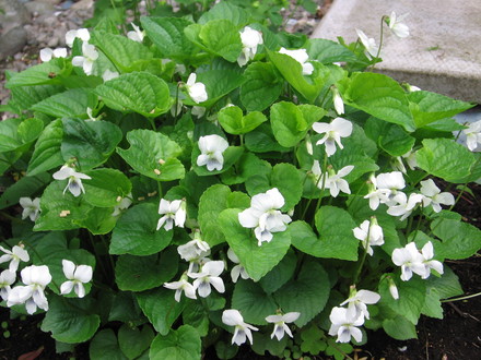 violets (viola septentrion alis)