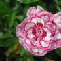Dianthus_1