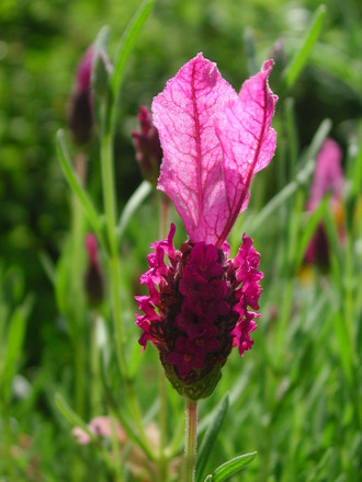 French lavender