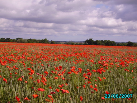  poppies (papaver)