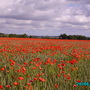  poppies (papaver)