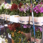 Plant Market in Bangkok