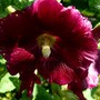 Hollyhock. (Alcea rosea (Black Hollyhock))