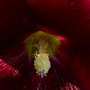 Close up of Hollyhock (Alcea rosea (Black Hollyhock))