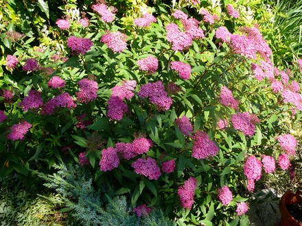 Spirea Japonica. (Spirea Japonica, Spirea Arguta and Spirea Nipponica hdge)