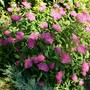 Spirea Japonica, Spirea Arguta and Spirea Nipponica hdge