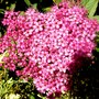 Helichrysum bracteatum