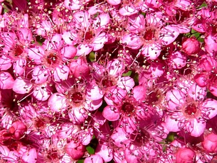 Close up of Spirea (Spirea Japonica, Spirea Arguta and Spirea Nipponica hdge)