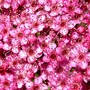 Spirea Japonica, Spirea Arguta and Spirea Nipponica hdge