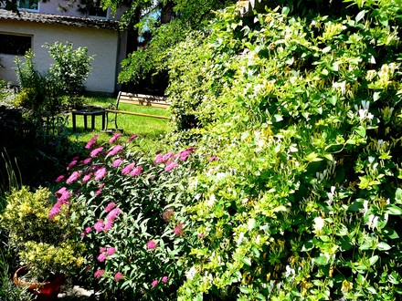 Spirea and honeysuckle.