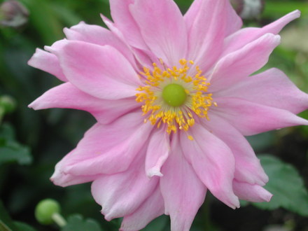 Double japanese anemone (Anemone hupehensis)