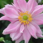 Japanese_anemone_2
