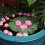 Lotus flowers