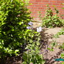 blue poppy (Meconopsis Betonicifolia)