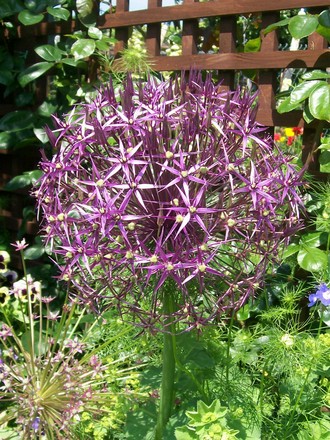 9_6_18.jpg (Allium cristophii (Ornamental onion))