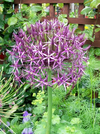 2_6_3.jpg (Allium cristophii (Ornamental onion))