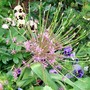 2_6_4.jpg (Allium schubertii (Schubert's Garlic))