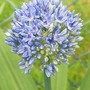 Allium caeruleum