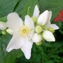 Moc Orange (Philadelphus coronarius)
