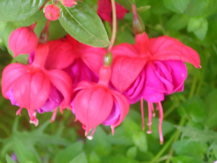 Fuchsias (Fuchsia magellanica)