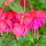 Fuchsias (Fuchsia magellanica)
