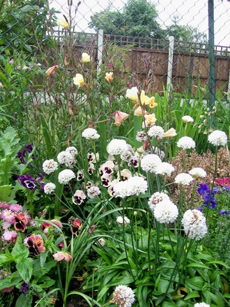A garden flower photo