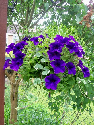 A garden flower photo