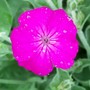 2_6_11.jpg (Lychnis coronaria)
