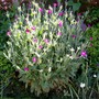 6_6_7.jpg (Lychnis coronaria)