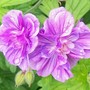 Geranium pratense
