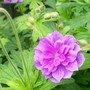 Geranium pratense