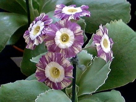 A garden flower photo