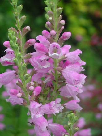 'Obedient Plant' (Physostegia virginiana)