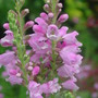 Physostegia virginiana