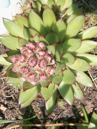 11_6_12.jpg (Sempervivum tectorum)