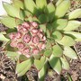 Sempervivum tectorum