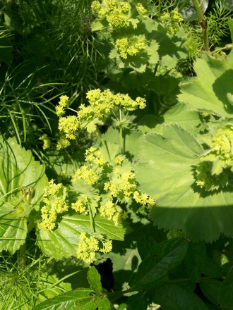 A garden flower photo (Alchemilla mollis)